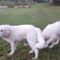 HEY EVERYBODY ~ Meet Our Great Pyrenees Puppies!