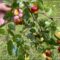 Jujube Fruit Harvest! Gets Better every year!