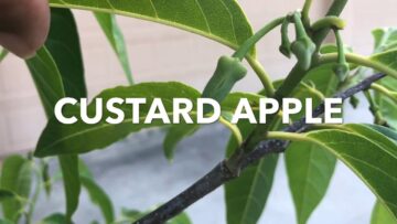 [ID: 023E-kAEkCg] Youtube Automatic