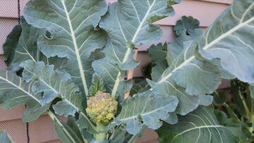 [ID: 0apWeySoz1Q] Youtube Automatic