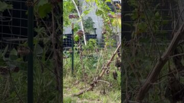 [ID: 0BKSew3p0vQ] Youtube Automatic