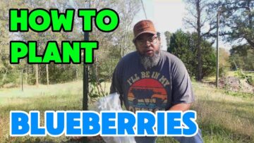 [ID: 0g8waD3WjSk] Youtube Automatic