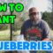 The One Thing That Made My Blueberries Explode With Growth