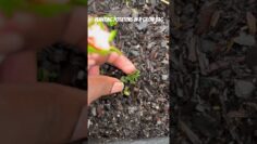 [ID: 0ILjHUI8vPA] Youtube Automatic