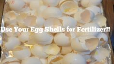 [ID: 0JKoSJXWgGY] Youtube Automatic