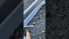 [ID: 0QPyGz3zQ4Q] Youtube Automatic