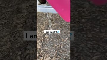 [ID: 0tjgtyAxIks] Youtube Automatic