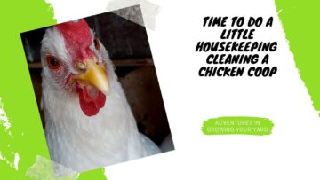 [ID: 0twJ3gthMls] Youtube Automatic