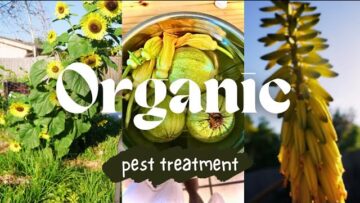 [ID: 0_zT_pz2zE8] Youtube Automatic