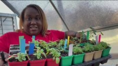 [ID: 16ZnpEd0JnI] Youtube Automatic