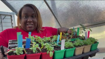 [ID: 16ZnpEd0JnI] Youtube Automatic