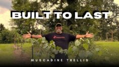 [ID: 1CIsa5DxXdM] Youtube Automatic