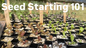 [ID: 1CXeXSjicQE] Youtube Automatic