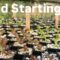 Comprehensive Beginners Guide to AMAZING Seedlings