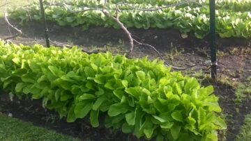 [ID: 1e69gZfus3I] Youtube Automatic