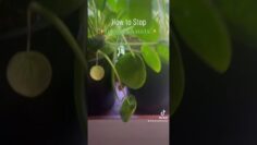 [ID: 1fyWAemu7lA] Youtube Automatic