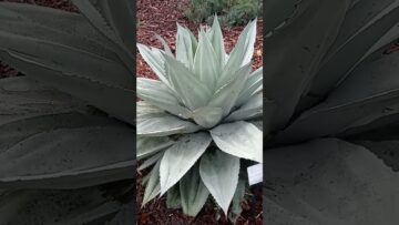 [ID: 1IPFcpQPitA] Youtube Automatic