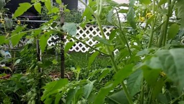 [ID: 1JEtlOwm0lU] Youtube Automatic