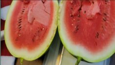 [ID: 1KDUhDtuQtU] Youtube Automatic