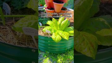 [ID: 1kL3fl5sHx8] Youtube Automatic