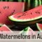 I’m Growing Watermelons Without Trying