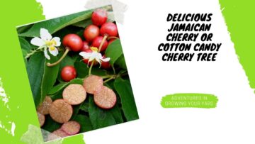 [ID: 20VF1I-e_OA] Youtube Automatic