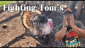 [ID: -28QUGm4ReQ] Youtube Automatic