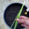 Grow Green Onions From Scraps FAST | Never Ending Supply