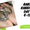Rasing Baby Bunnies Day 4-11 Old