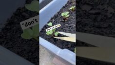 [ID: 2G6n2UEmmIU] Youtube Automatic