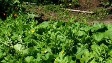 [ID: 2invhSGqm0o] Youtube Automatic