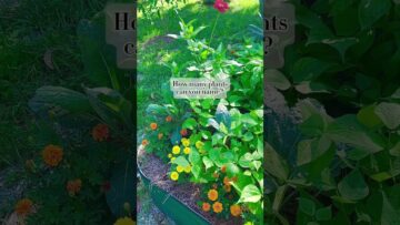 [ID: 2peOxXTcdKI] Youtube Automatic