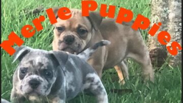 [ID: 2uiH9PxVeas] Youtube Automatic