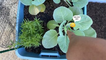 [ID: 2z_1rXeUPms] Youtube Automatic