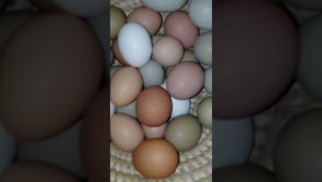 [ID: 34jvJJLgyB0] Youtube Automatic