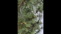 [ID: 35VJ2CgttQs] Youtube Automatic