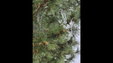 [ID: 35VJ2CgttQs] Youtube Automatic