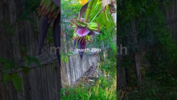 [ID: 37hBII21PU0] Youtube Automatic