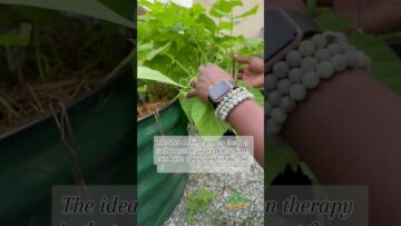 [ID: 3aPEhh7c6VY] Youtube Automatic