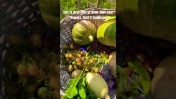 [ID: 3bStb1VTd8M] Youtube Automatic