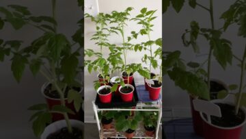 [ID: 3D1e3OdZpfk] Youtube Automatic