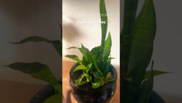 [ID: 3DpzXkD9bOg] Youtube Automatic