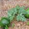 How Many Watermelons to grow per plant?