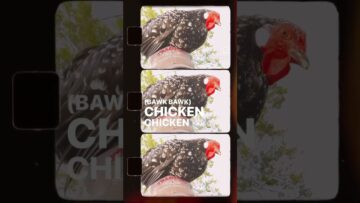 [ID: 3jGB6IdqKy8] Youtube Automatic