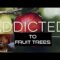Exposed/Fruit Tree Addiction/Food Stamp Food Forest