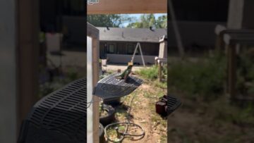 [ID: 3VLarpHW_FA] Youtube Automatic