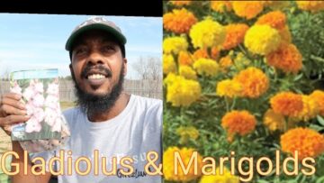 [ID: 3X-CsZuPgWI] Youtube Automatic