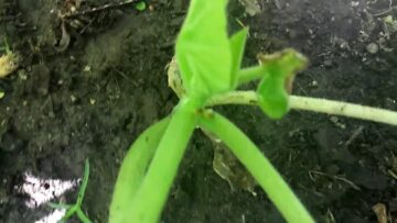 [ID: 3ZxwHCL_nSQ] Youtube Automatic