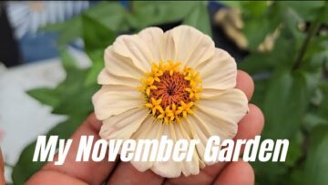 [ID: 41liitIotgg] Youtube Automatic