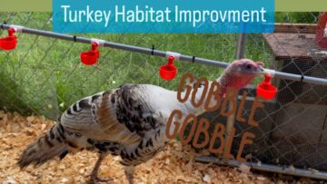 [ID: 4lk-TAewtyg] Youtube Automatic